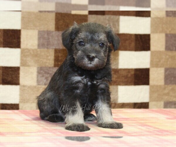 Medium Photo #4 Schnauzer (Miniature) Puppy For Sale in DENVER, PA, USA