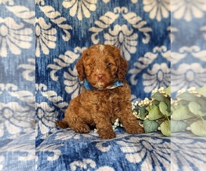 Cock-A-Poo Puppy for sale in NOTTINGHAM, PA, USA