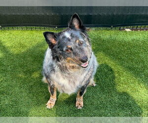 Mutt Dogs for adoption in Orange, CA, USA
