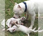 Small Photo #59 Dogo Argentino Puppy For Sale in PINEVILLE, MO, USA