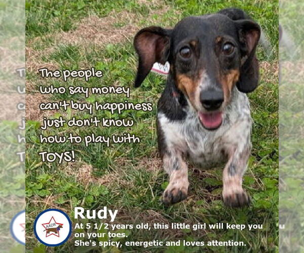 Medium Photo #1 Dachshund Puppy For Sale in Shelbyville, TN, USA