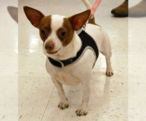 Chihuahua Dogs for adoption in Monkton, MD, USA