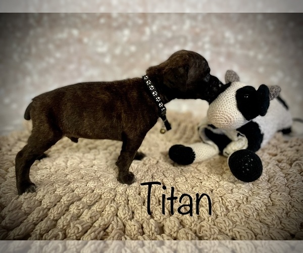 Medium Photo #8 Cane Corso Puppy For Sale in SPRING, TX, USA