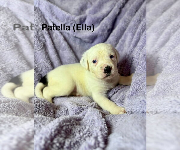 Medium Photo #1 Mutt Puppy For Sale in Duluth, MN, USA