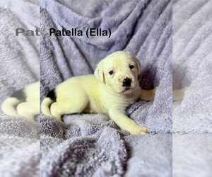 Mutt Dogs for adoption in Duluth, MN, USA