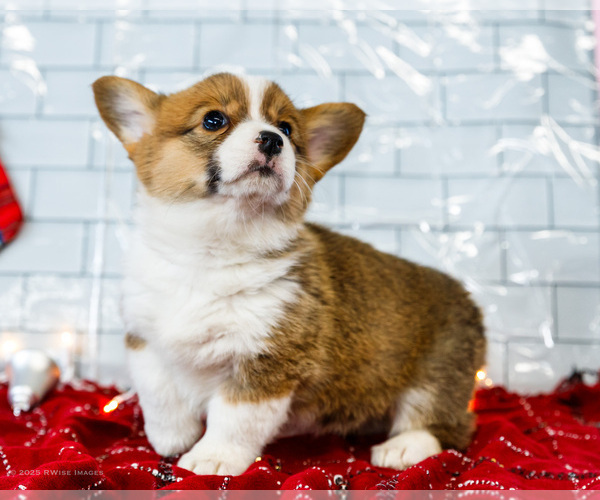 Medium Photo #54 Cardigan Welsh Corgi Puppy For Sale in WAKARUSA, IN, USA
