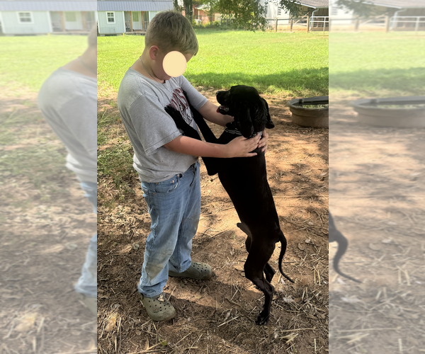 Medium Photo #3 Coonhound-Unknown Mix Puppy For Sale in Decatur, GA, USA
