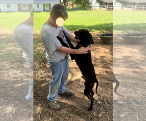 Stryker - Male Coonhound-Unknown Mix Dog for Adoption - Photo #3