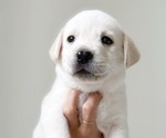 Small Labrador Retriever