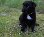 Small #22 German Shepherd Dog