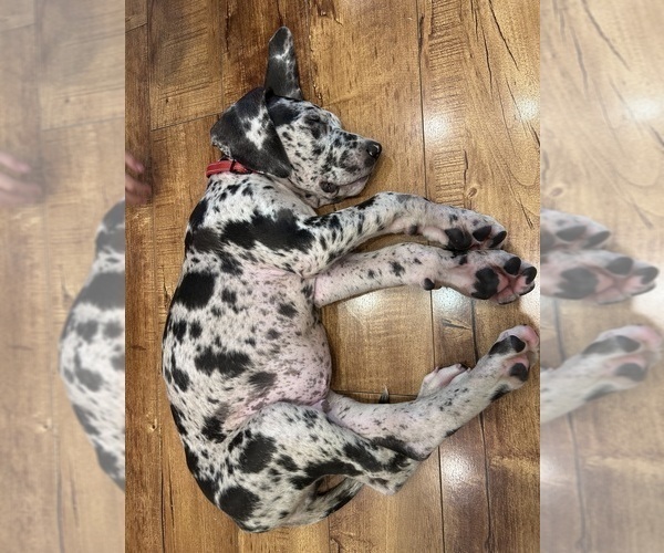 Medium Photo #4 Great Dane Puppy For Sale in WILLIS, TX, USA