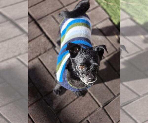 Medium Photo #9 Chihuahua Puppy For Sale in Sandy, UT, USA