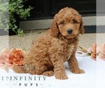 Small #2 Goldendoodle (Miniature)
