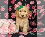 Small Photo #1 Goldendoodle Puppy For Sale in KIRKWOOD, PA, USA