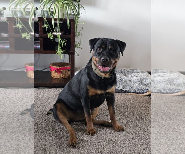 Medium Photo #1 Rottweiler-Unknown Mix Puppy For Sale in Fort Collins, CO, USA
