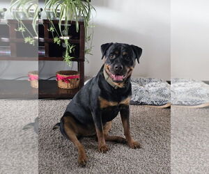 Rottweiler-Unknown Mix Dogs for adoption in Fort Collins, CO, USA