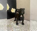 Small Photo #3 French Bulldog Puppy For Sale in MCMINNVILLE, TN, USA