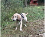 Small #4 Mutt