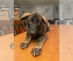 Small Photo #9 German Shepherd Dog Puppy For Sale in FAIRMOUNT, IN, USA