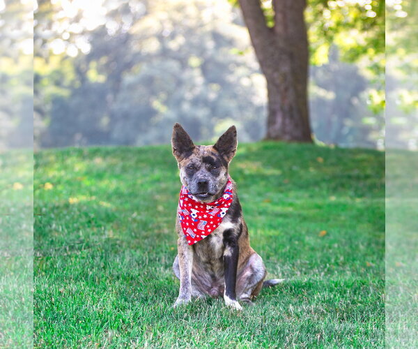 Medium Photo #8 Catahoula Leopard Dog-Unknown Mix Puppy For Sale in Unionville, PA, USA
