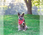 Small #7 Catahoula Leopard Dog Mix