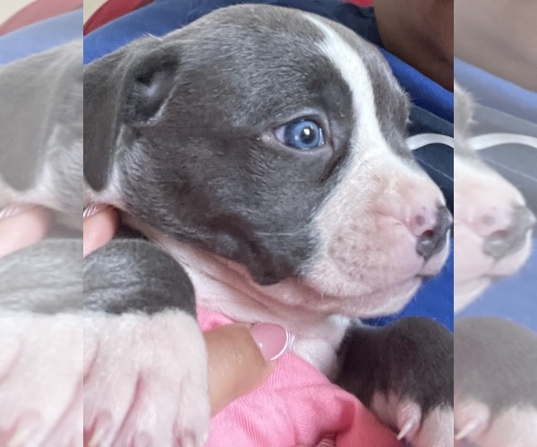 View Ad American Pit Bull Terrier Puppy for Sale near Illinois