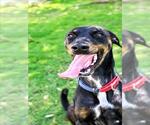 Small #1 Doberman Pinscher Mix