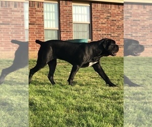 Father of the Cane Corso puppies born on 03/02/2023
