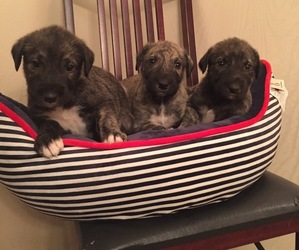 Irish Wolfhound Puppy for Sale in PITTSBURGH, Pennsylvania USA