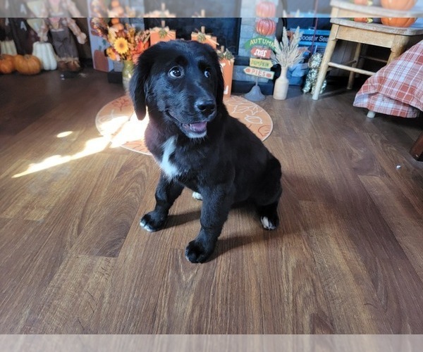 Medium Photo #6 Golden Mountain Dog Puppy For Sale in BLACK FOREST, CO, USA