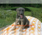 Small #2 German Shepherd Dog