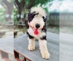 Puppy Puppy 5 Bernedoodle