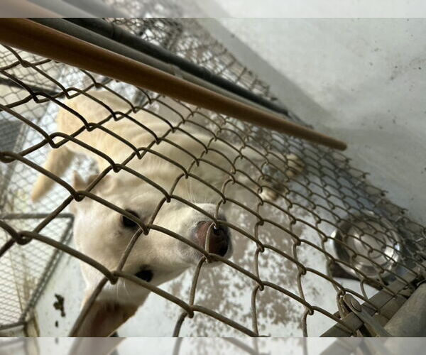 Medium Photo #18 Siberian Husky-white german shepherd Mix Puppy For Sale in Winston Salem, NC, USA