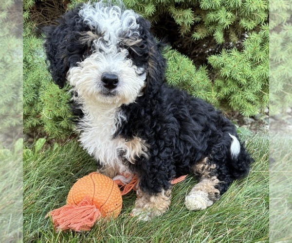 Medium Photo #2 Bernedoodle (Miniature) Puppy For Sale in MIDDLEBURY, IN, USA
