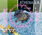 Small #1 French Bulldog