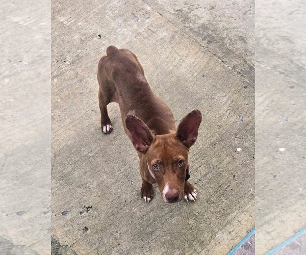 Medium Photo #4 Ibizan Hound Puppy For Sale in NYC, NY, USA