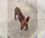 Small #3 Ibizan Hound