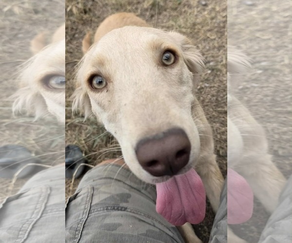 Medium Photo #2 Golden Labrador Puppy For Sale in Minneapolis, MN, USA