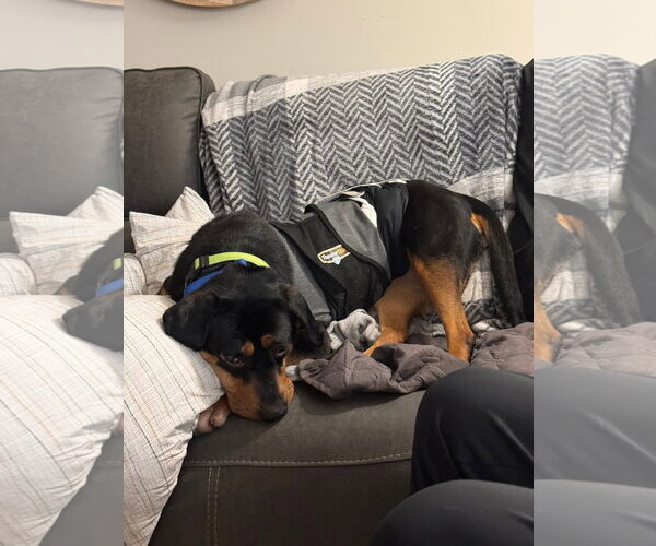 Medium Photo #3 Mutt Puppy For Sale in New London, WI, USA