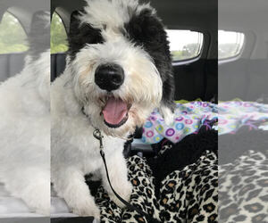 Mother of the Sheepadoodle puppies born on 09/01/2019