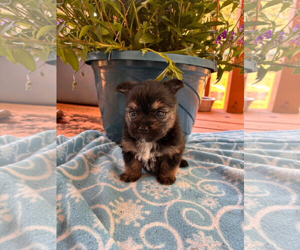 Medium Photo #2 Mutt Puppy For Sale in Pacolet, SC, USA