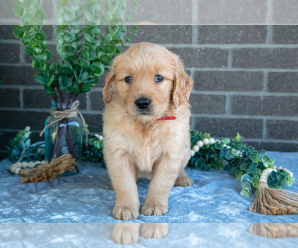 Medium Photo #1 Golden Retriever Puppy For Sale in MILLERSBURG, OH, USA