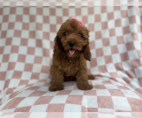 Medium Photo #6 Cavapoo (Miniature) Puppy For Sale in LAKELAND, FL, USA