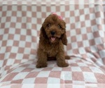 Small #5 Cavapoo (Miniature)