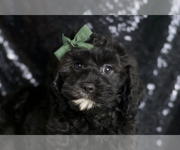 Medium Photo #5 Cavapoo Puppy For Sale in WARSAW, IN, USA