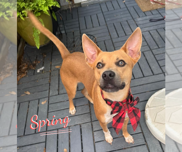 Medium Photo #1 Carolina Dog-Unknown Mix Puppy For Sale in HOUSTON, TX, USA
