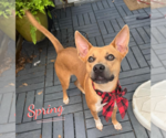 Small Carolina Dog Mix