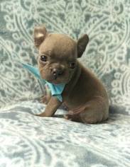 French Bulldog Puppy for sale in EPHRATA, PA, USA