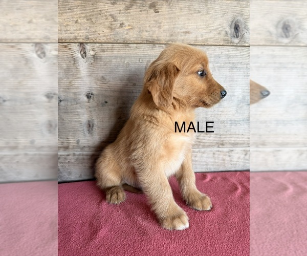 Medium Photo #6 Golden Retriever Puppy For Sale in VERMONTVILLE, MI, USA