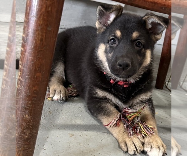 Medium Photo #11 German Shepherd Dog Puppy For Sale in BRIGHTON, CO, USA